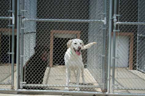 Outside Kennel